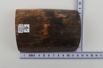 Brown mammoth bark