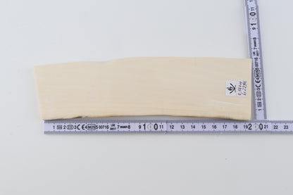 White mammoth ivory segment