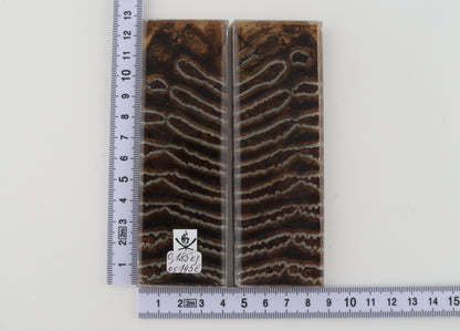 Stabilized mammoth molar scales