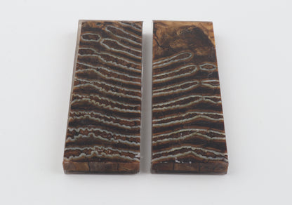 Stabilized mammoth molar scales