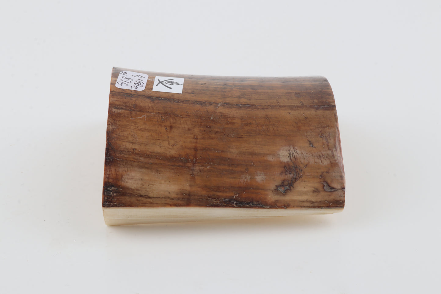Beige-brown mammoth bark