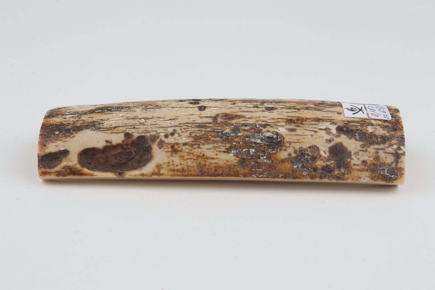 White-brown mammoth bark