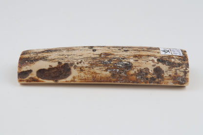 White-brown mammoth bark