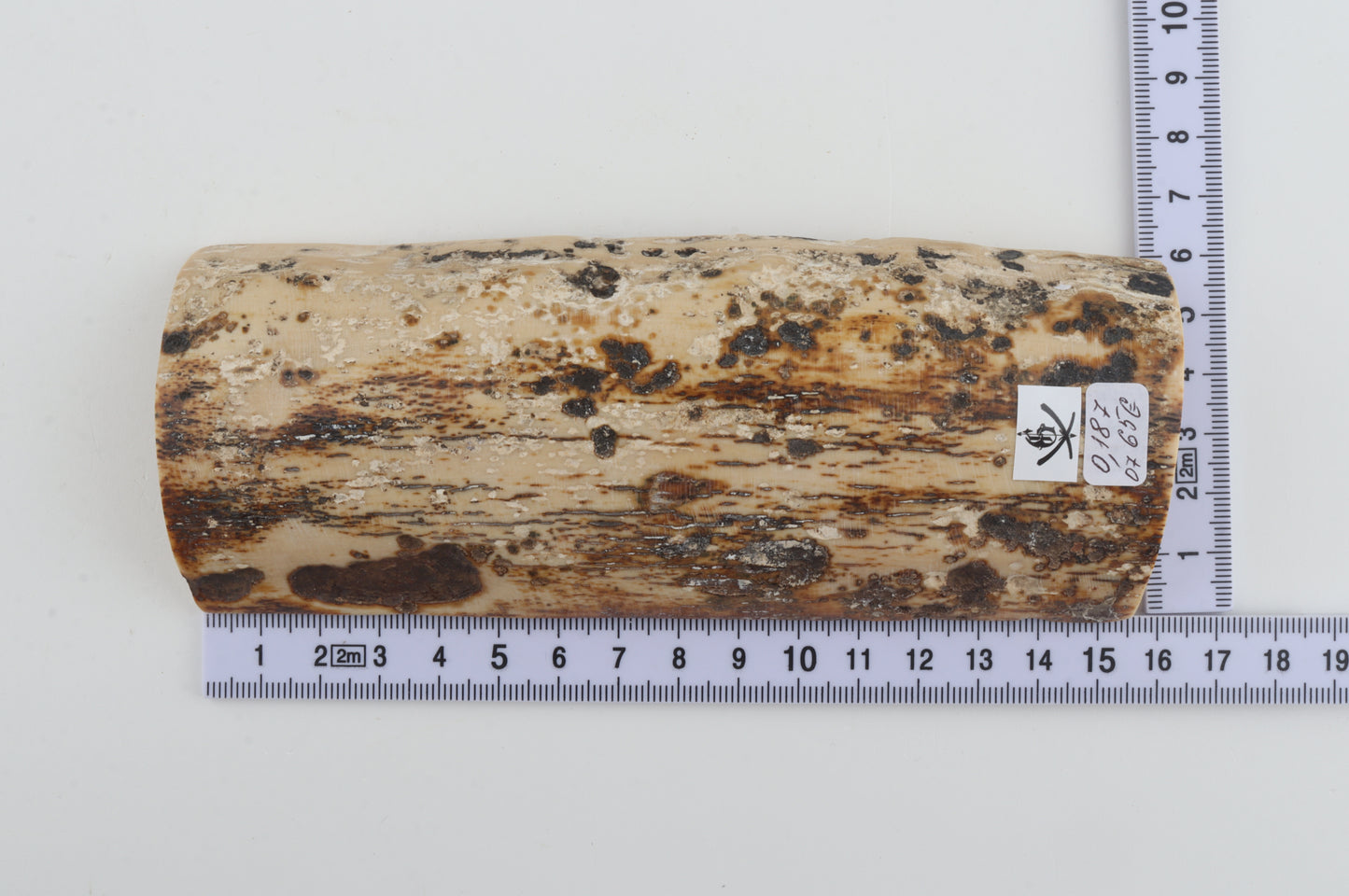 White-brown mammoth bark