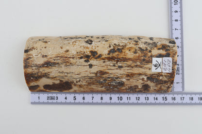 White-brown mammoth bark