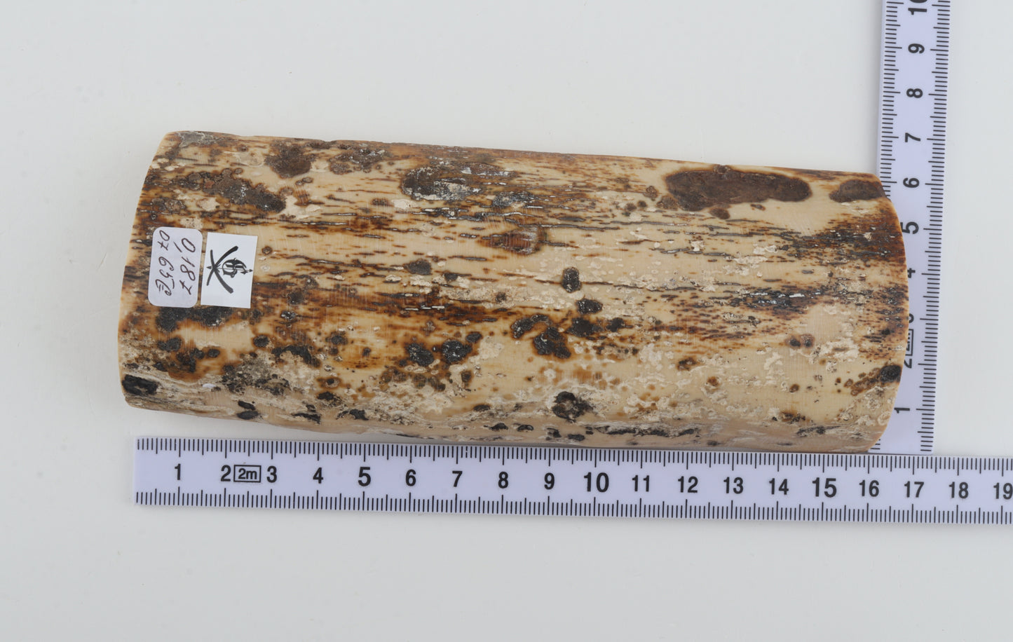 White-brown mammoth bark