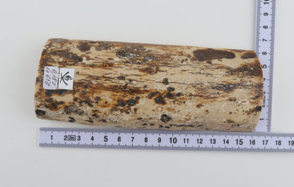 White-brown mammoth bark