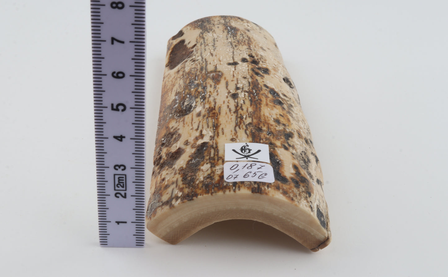 White-brown mammoth bark