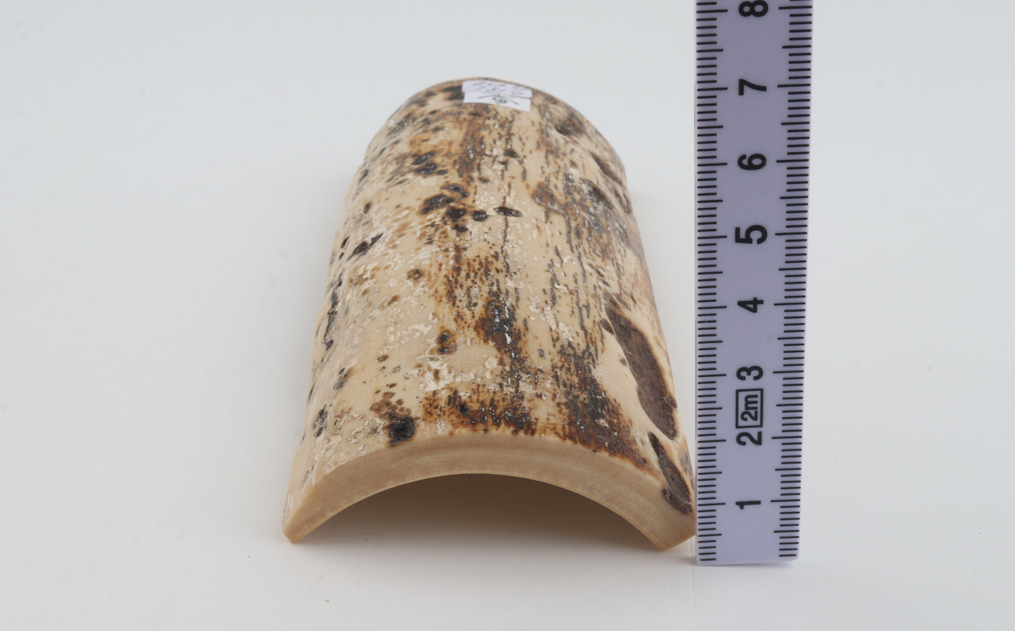 White-brown mammoth bark