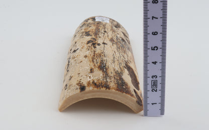 White-brown mammoth bark