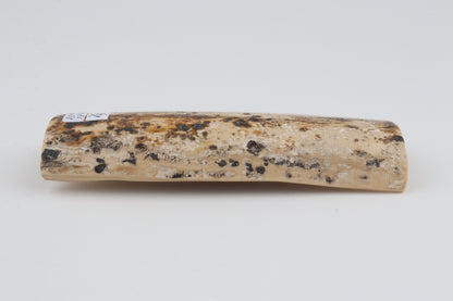 White-brown mammoth bark