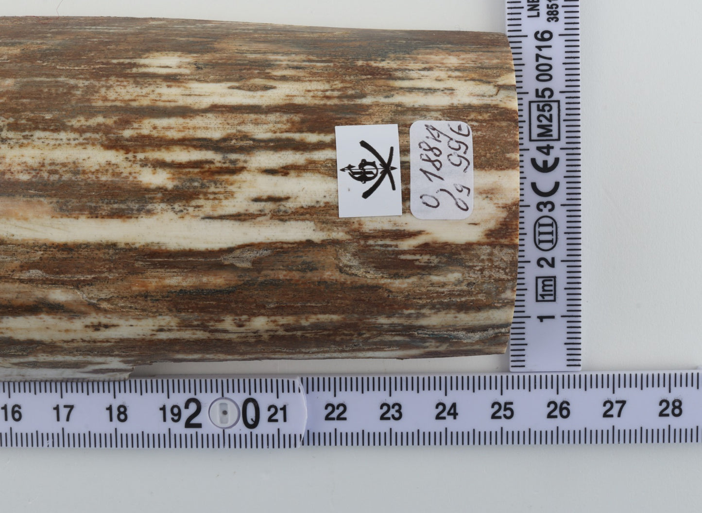 Beige-white mammoth bark