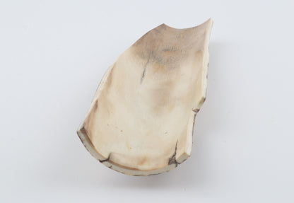 Beige-white mammoth bark