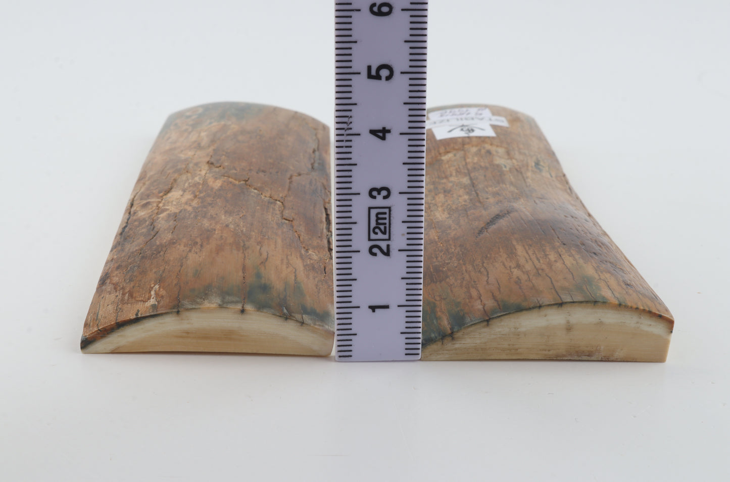 Stabilized mammoth bark scales