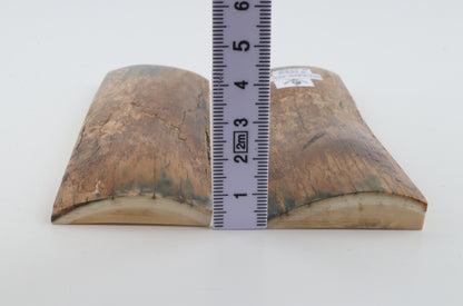 Stabilized mammoth bark scales