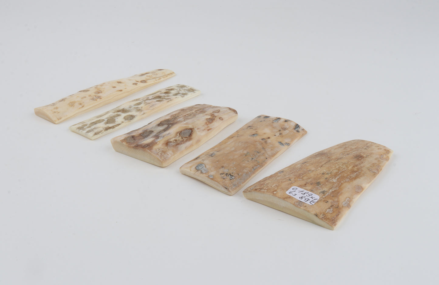 Natural mammoth bark pieces