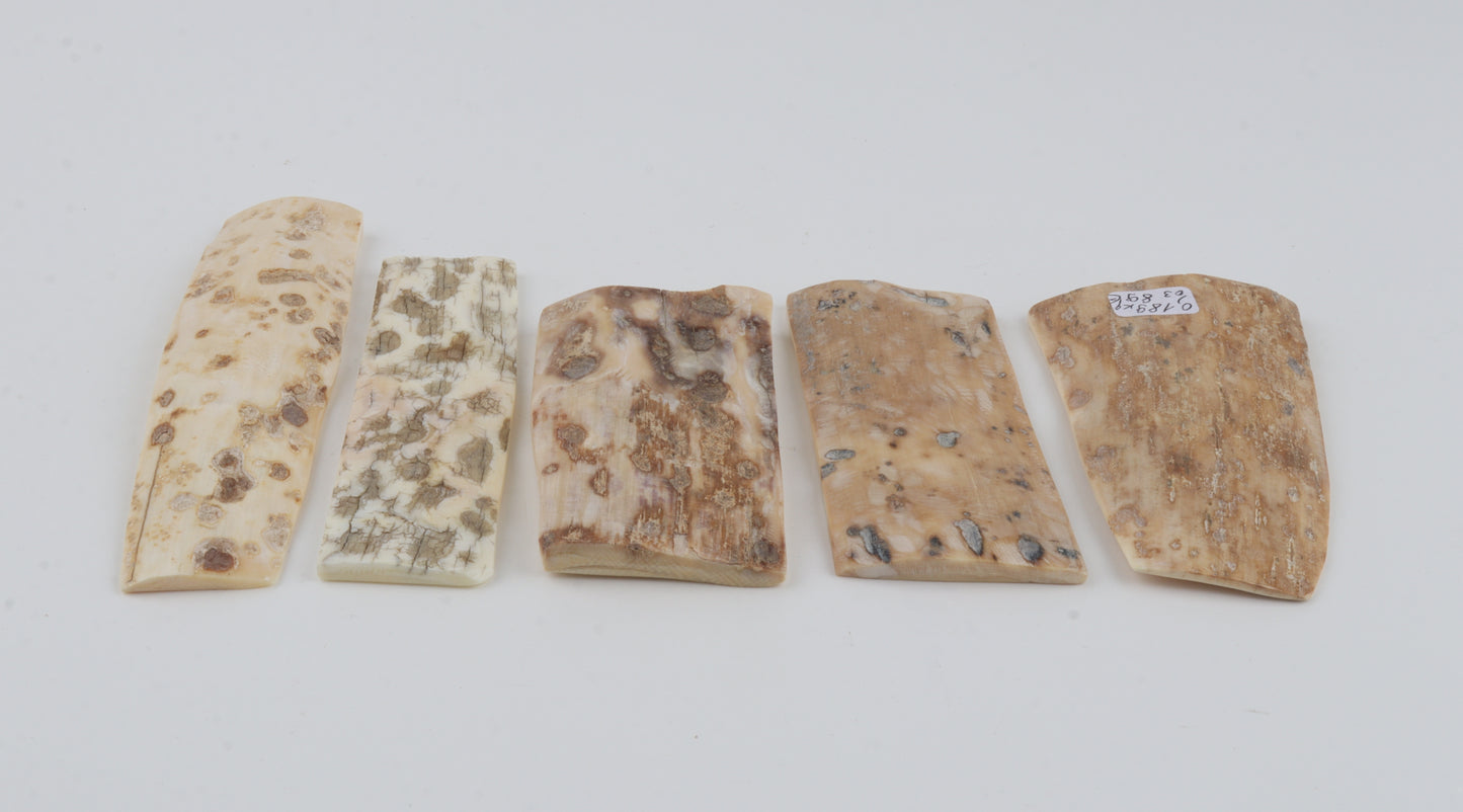 Natural mammoth bark pieces