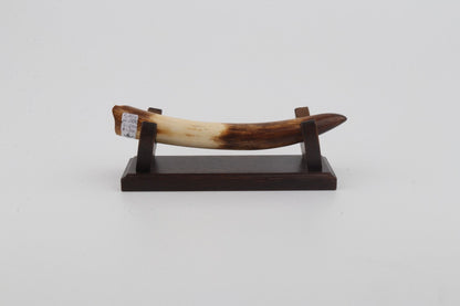 Restored woolly mammoth tusk