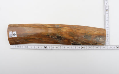 Beige mammoth bark