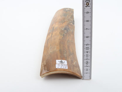 Beige mammoth bark