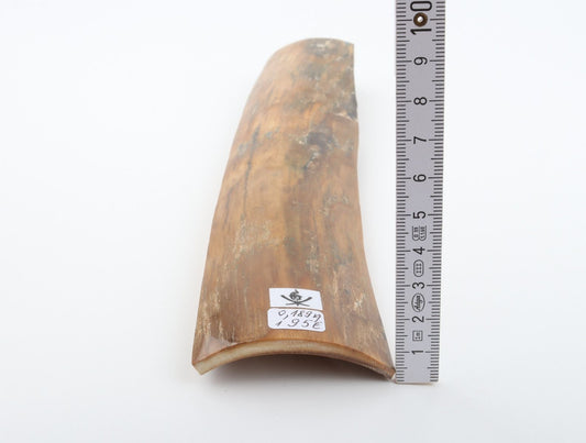 Beige mammoth bark