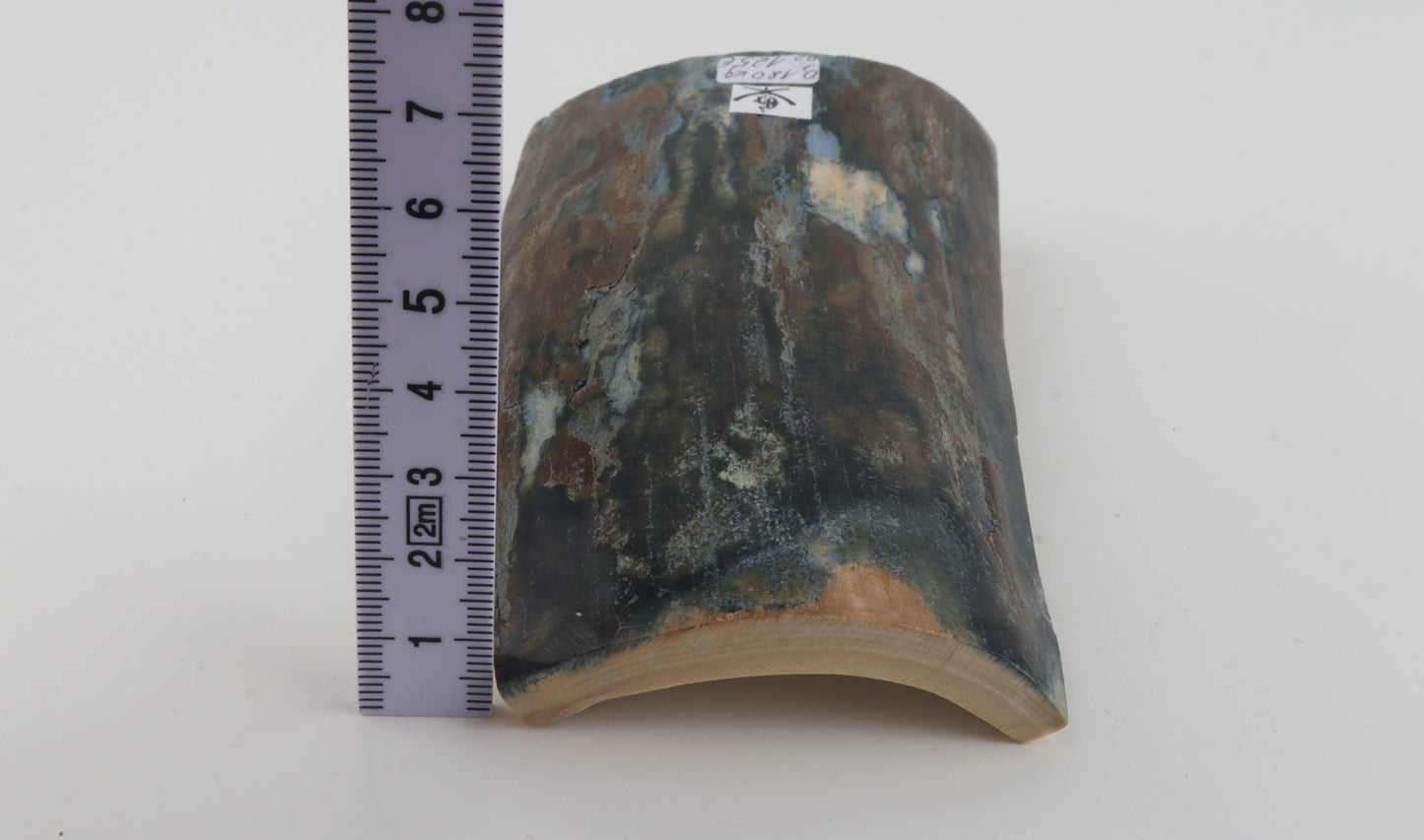 Blue-brown mammoth bark