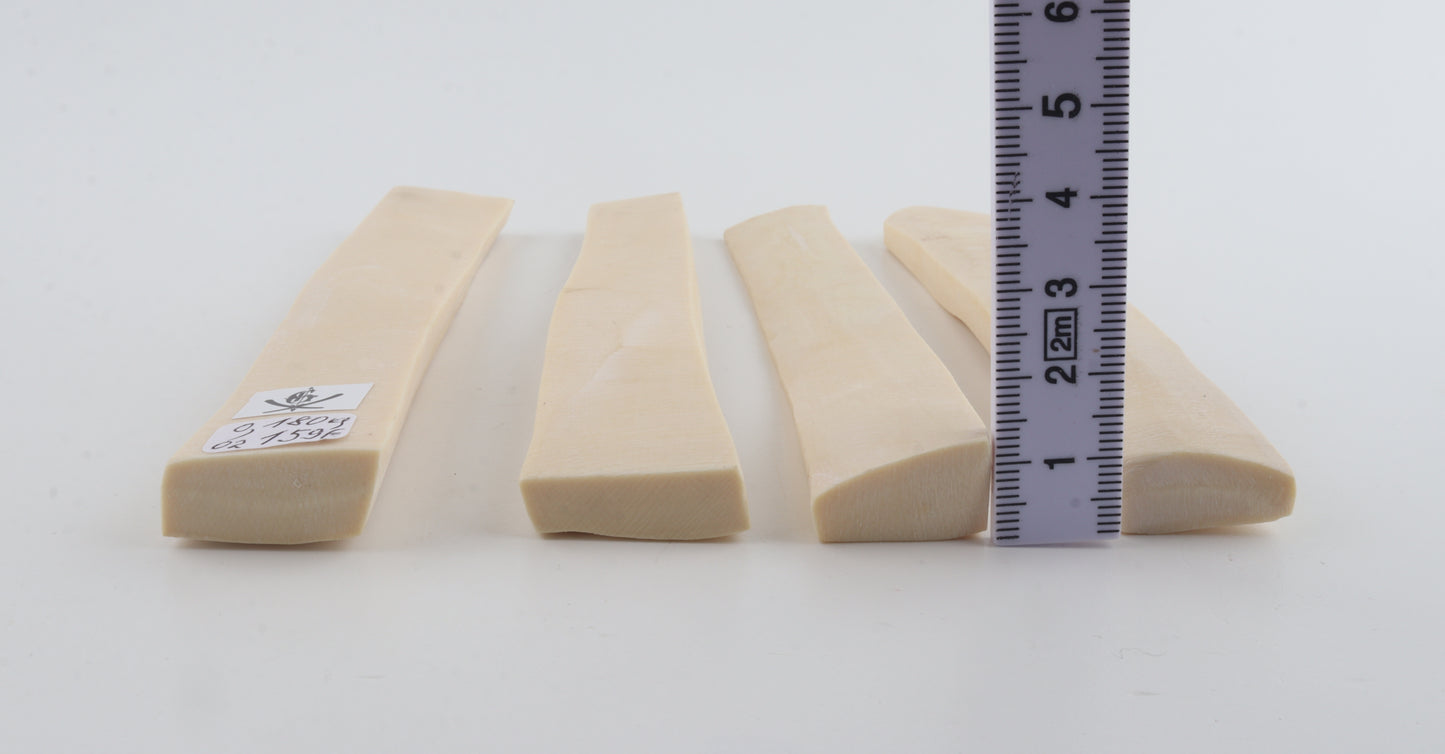 White mammoth ivory segments