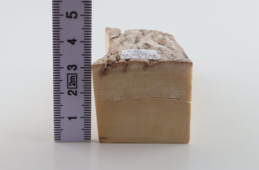 Natural mammoth ivory piece