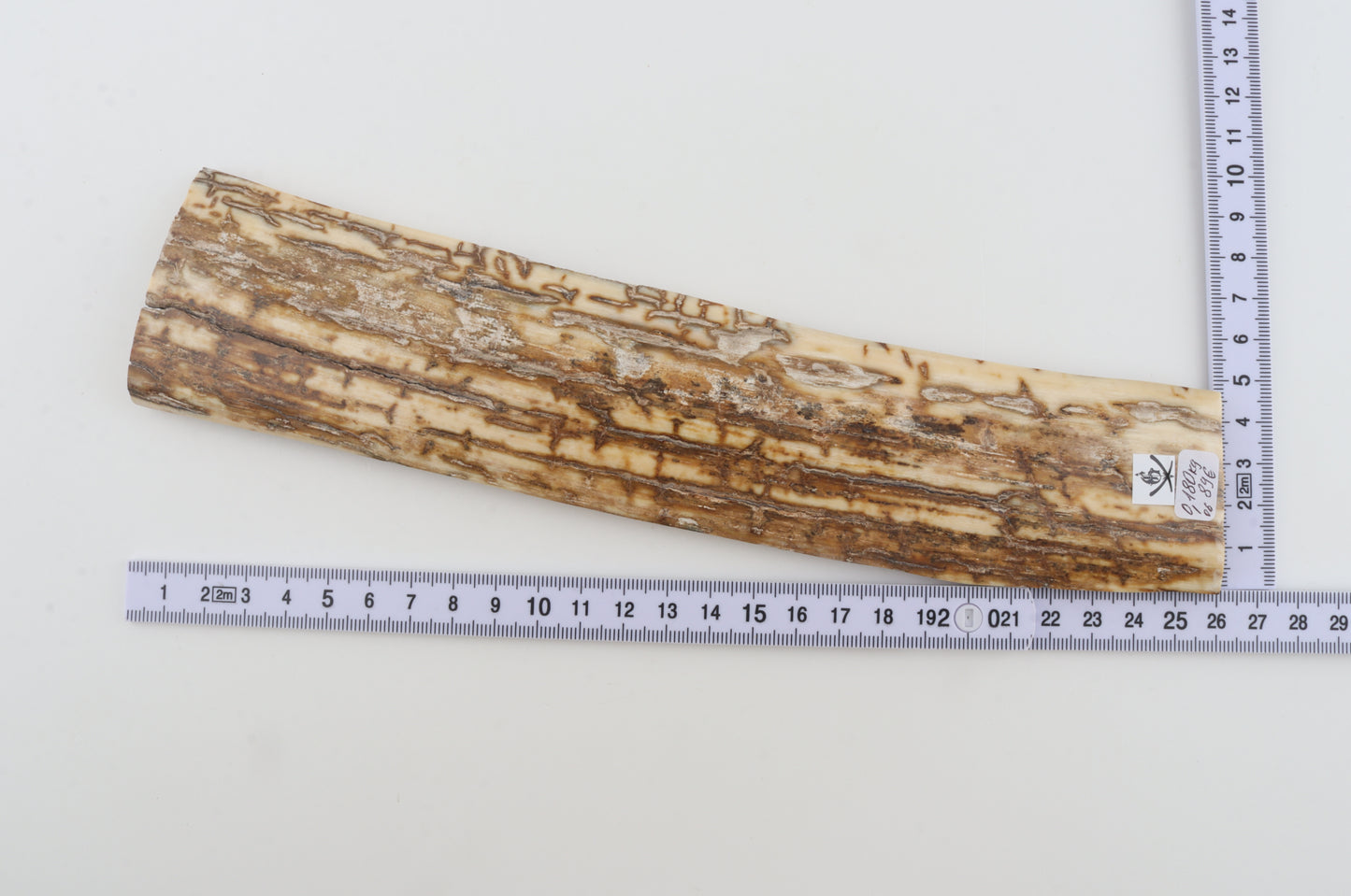 Beige-creme mammoth bark