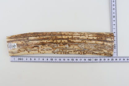 Beige-creme mammoth bark