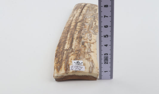 Beige-creme mammoth bark