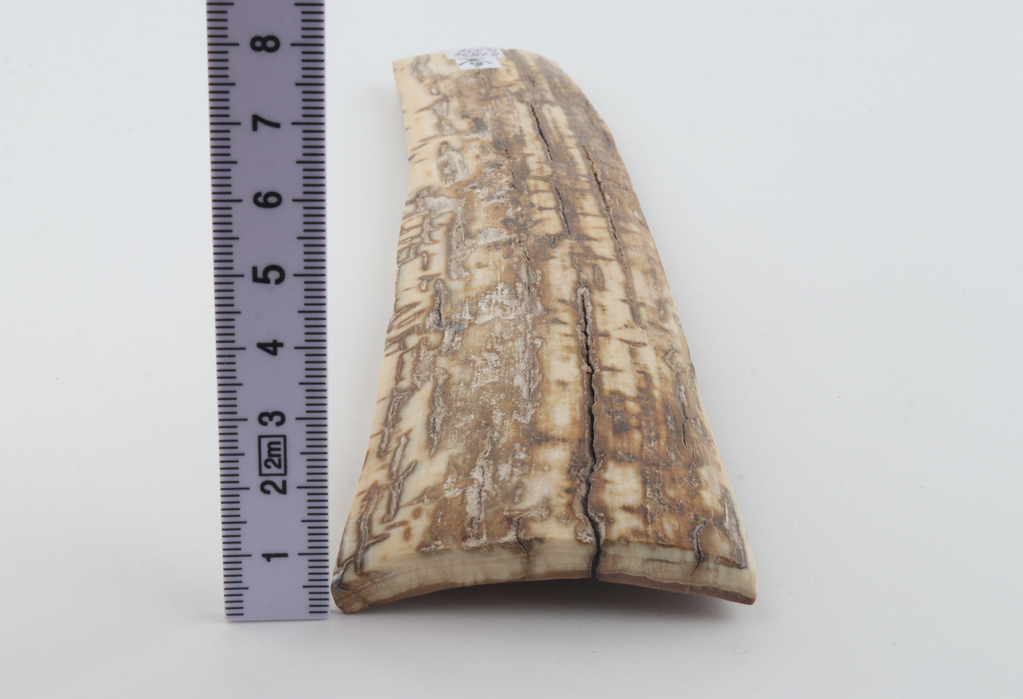 Beige-creme mammoth bark