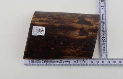 Brown mammoth bark