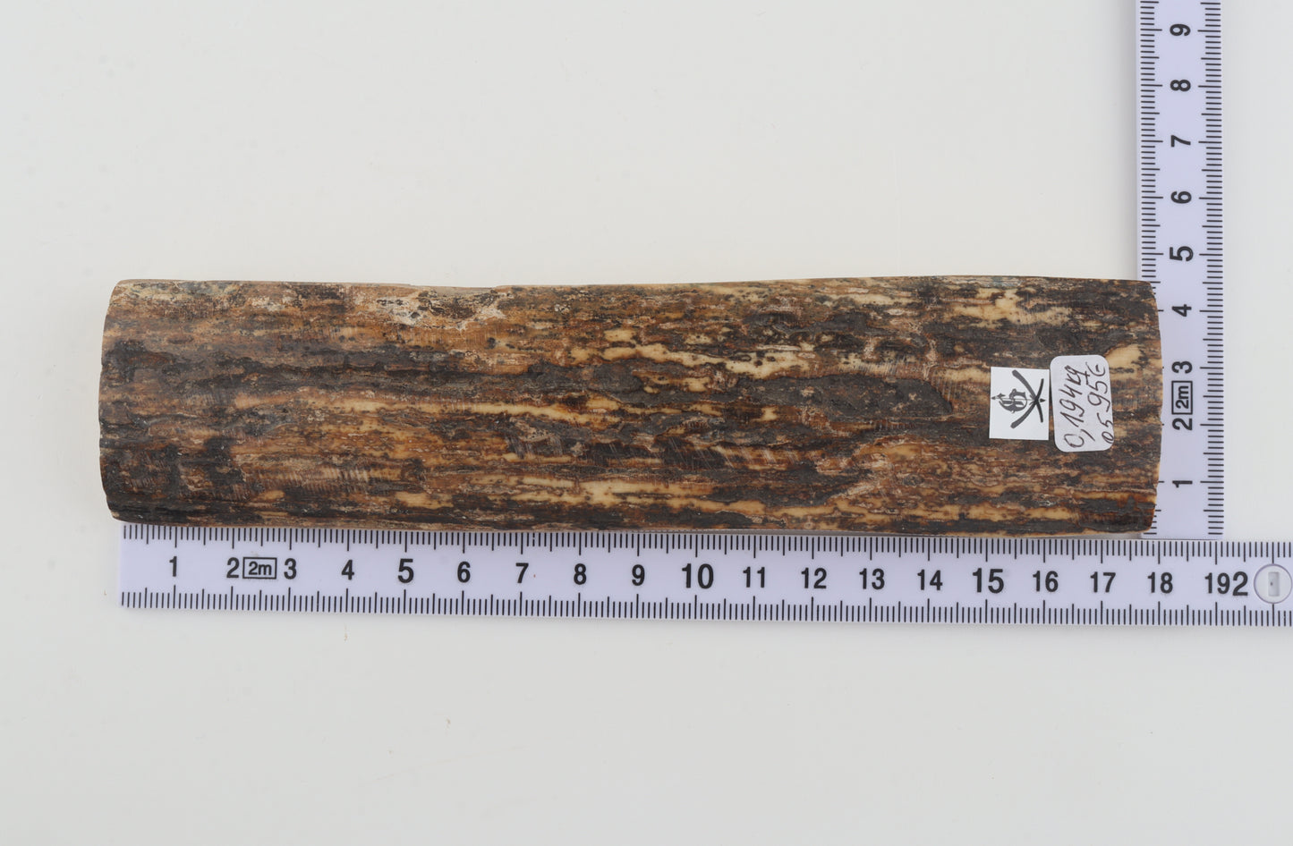 Brown mammoth bark