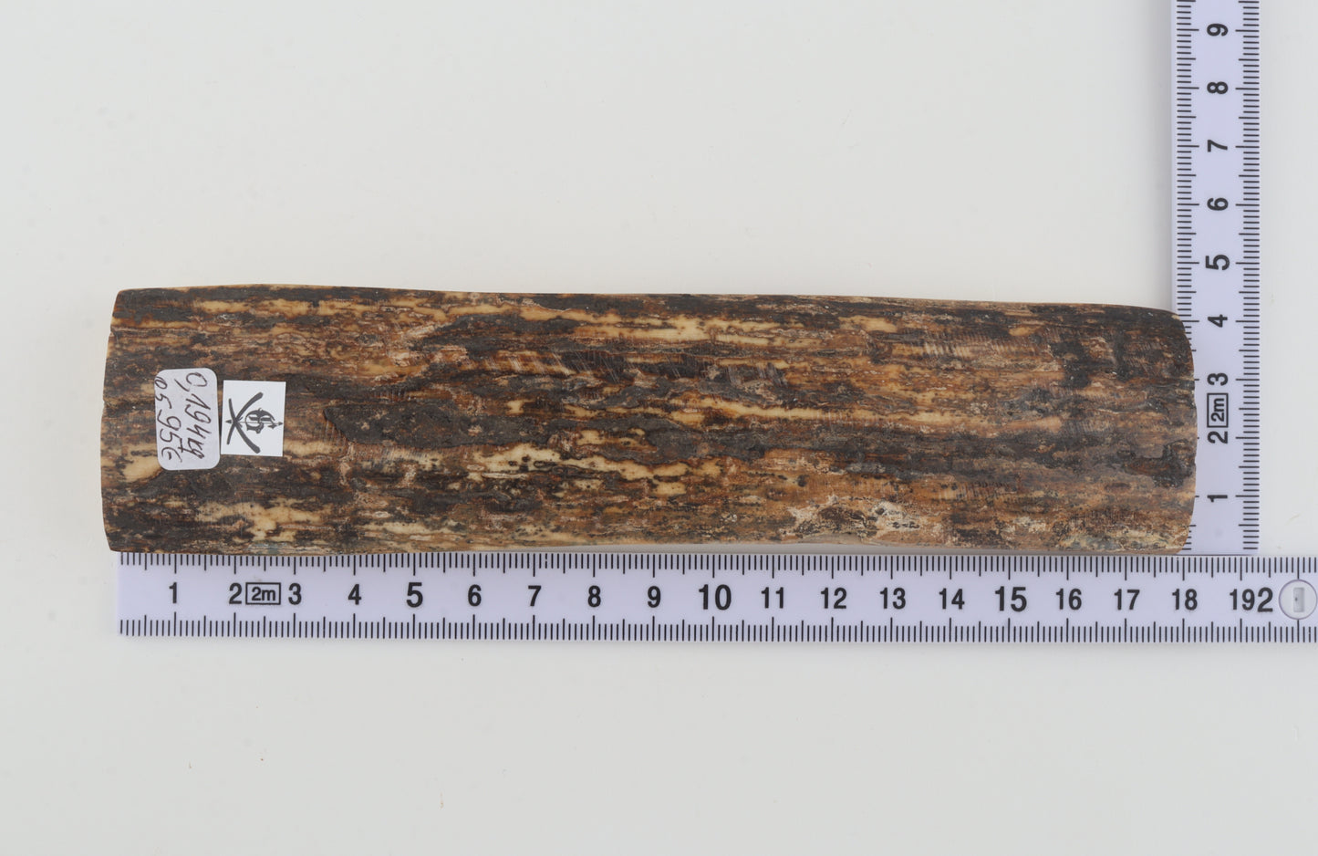 Brown mammoth bark