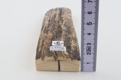Brown mammoth bark