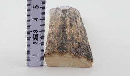 Brown mammoth bark