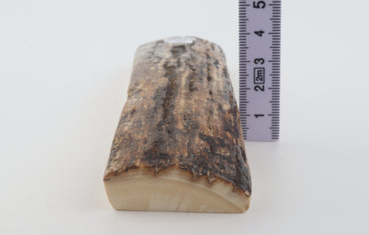 Brown mammoth bark