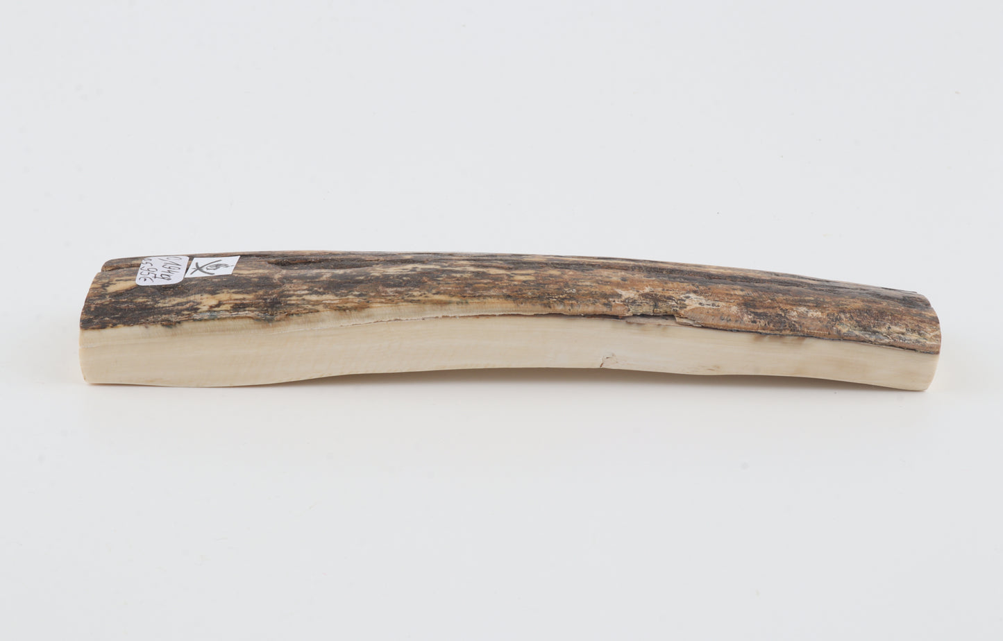 Brown mammoth bark