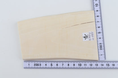 White mammoth ivory segment