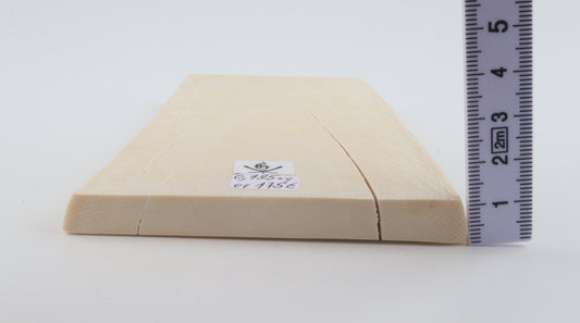 White mammoth ivory segment
