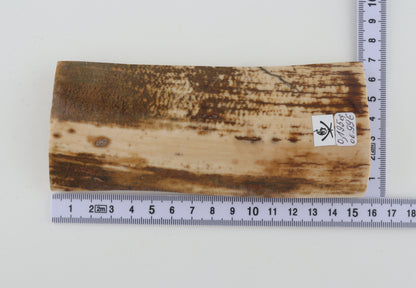 White-brown mammoth bark
