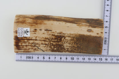 White-brown mammoth bark