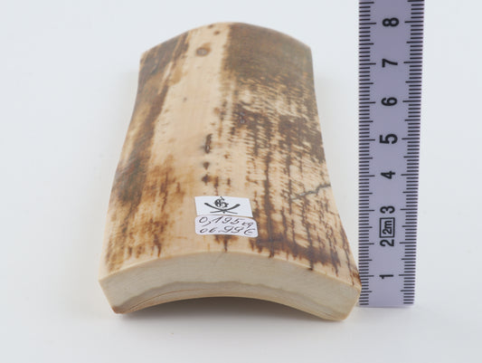 White-brown mammoth bark