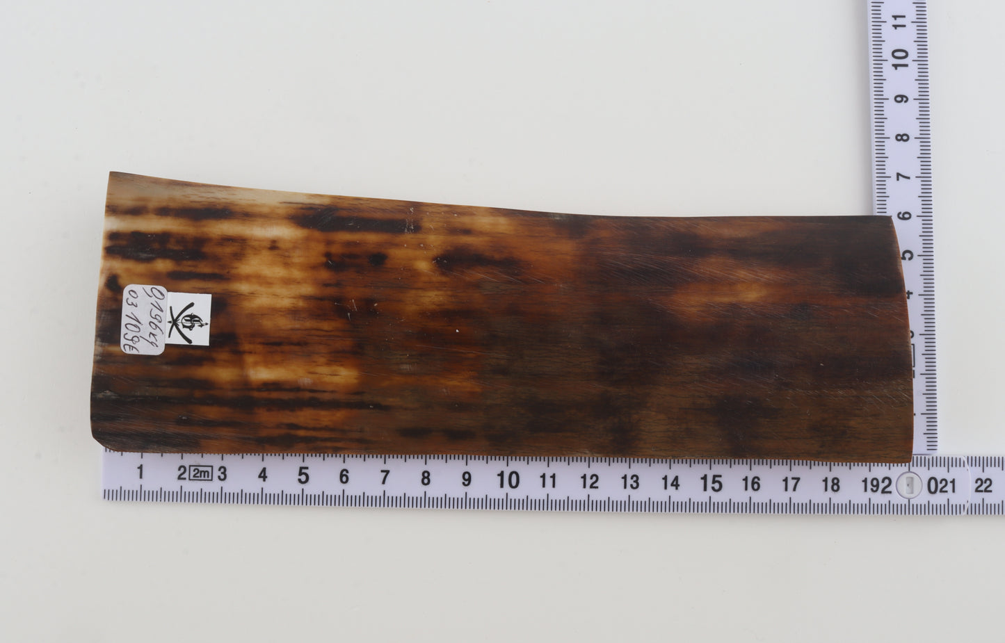 Brown-orange mammoth bark