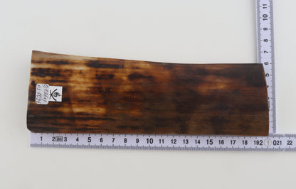 Brown-orange mammoth bark