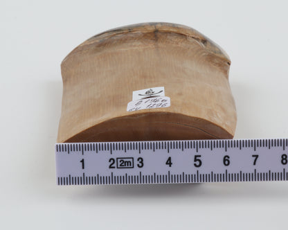 Natural mammoth ivory piece