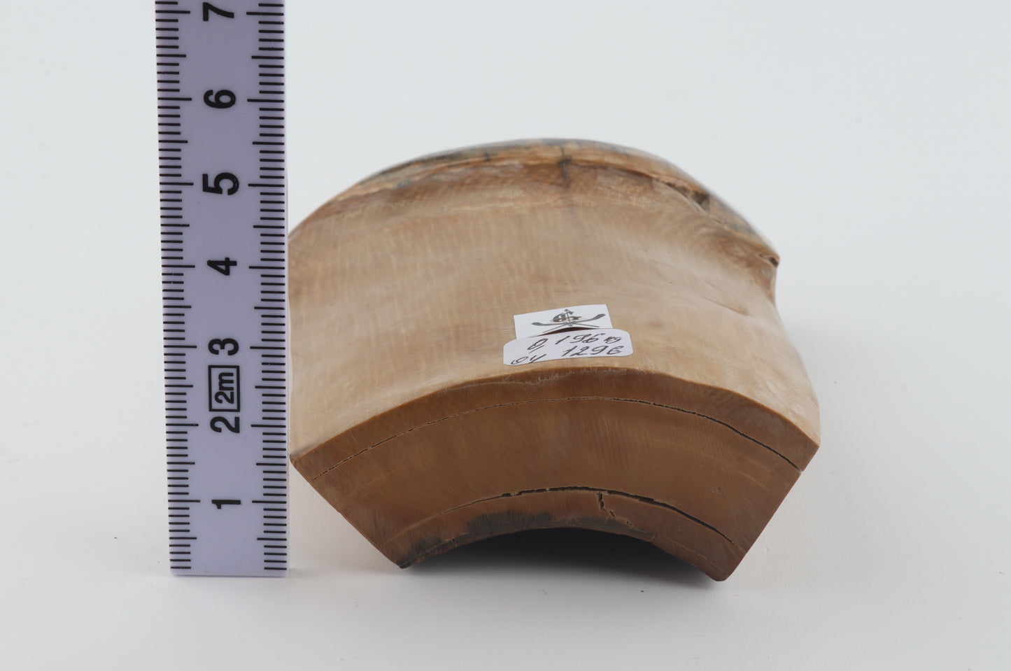 Natural mammoth ivory piece