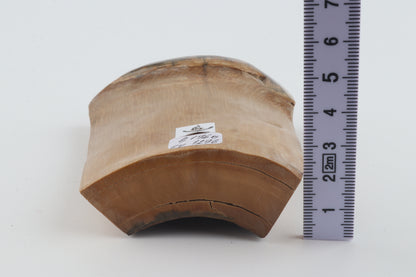 Natural mammoth ivory piece