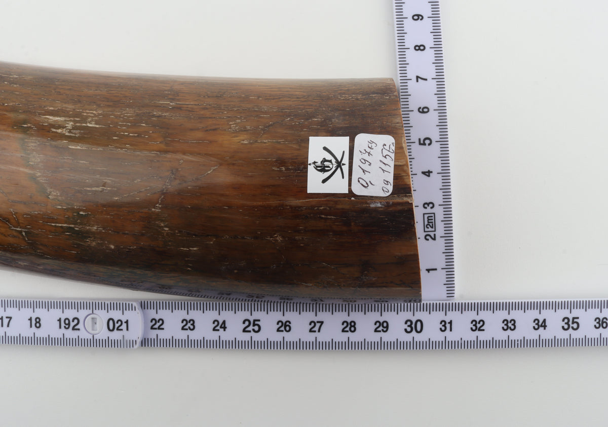 Brown-caramel mammoth bark